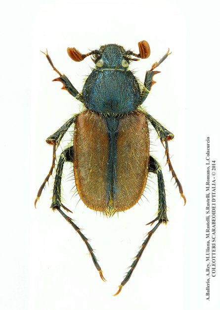 Amphicoma abdominalis abdominalis, maschio